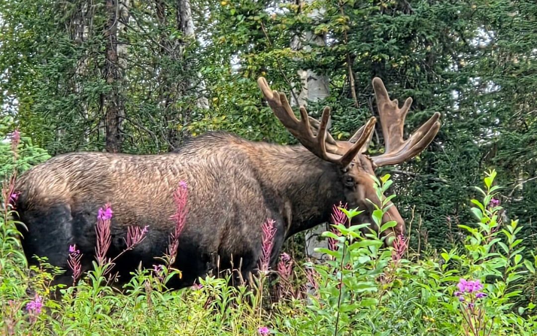 Summer Trail Report 8.21.25